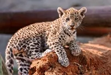 animals jaguars baby animals 2560x1707 wallpaper Art HD Wallpaper